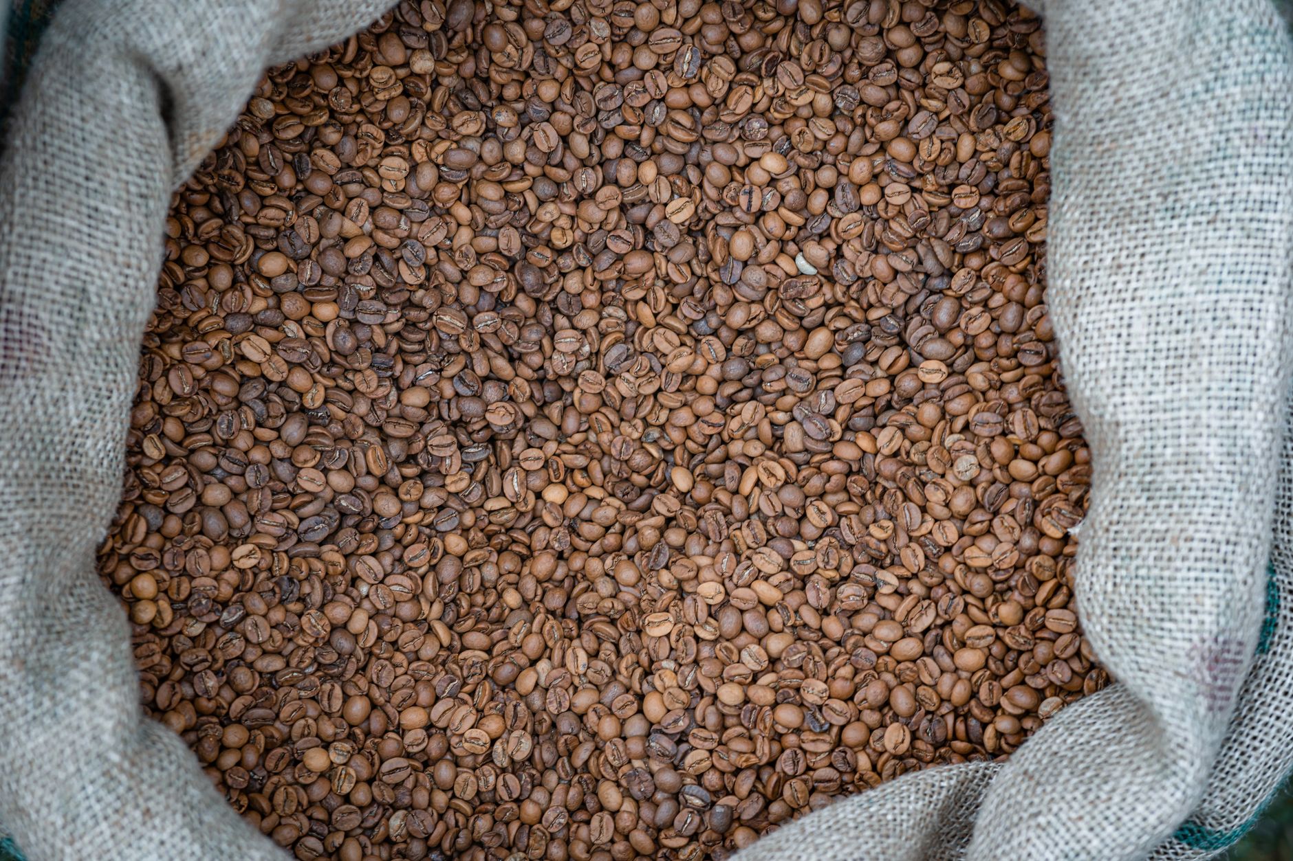 A burlap sack filled with freshly roasted coffee beans